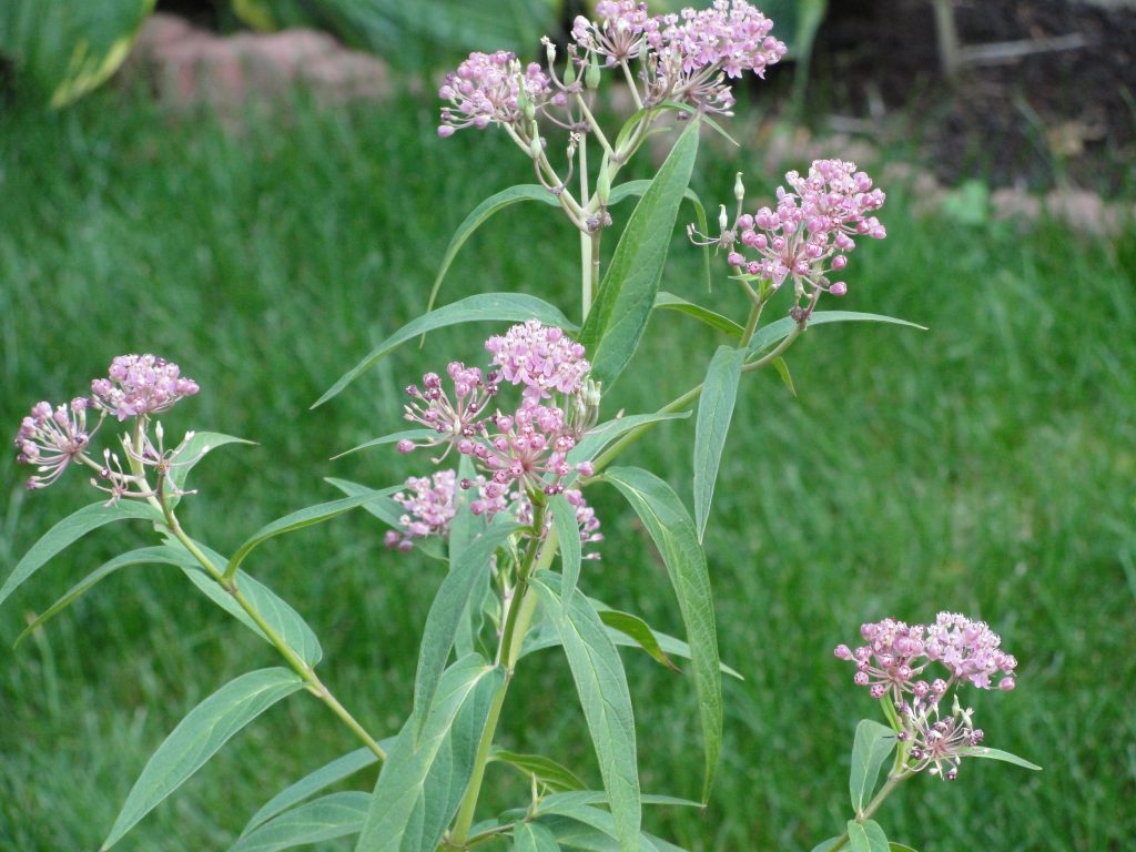 Native Milkweeds in Chicagoland (listed by county) - Wild Ones Greater ...