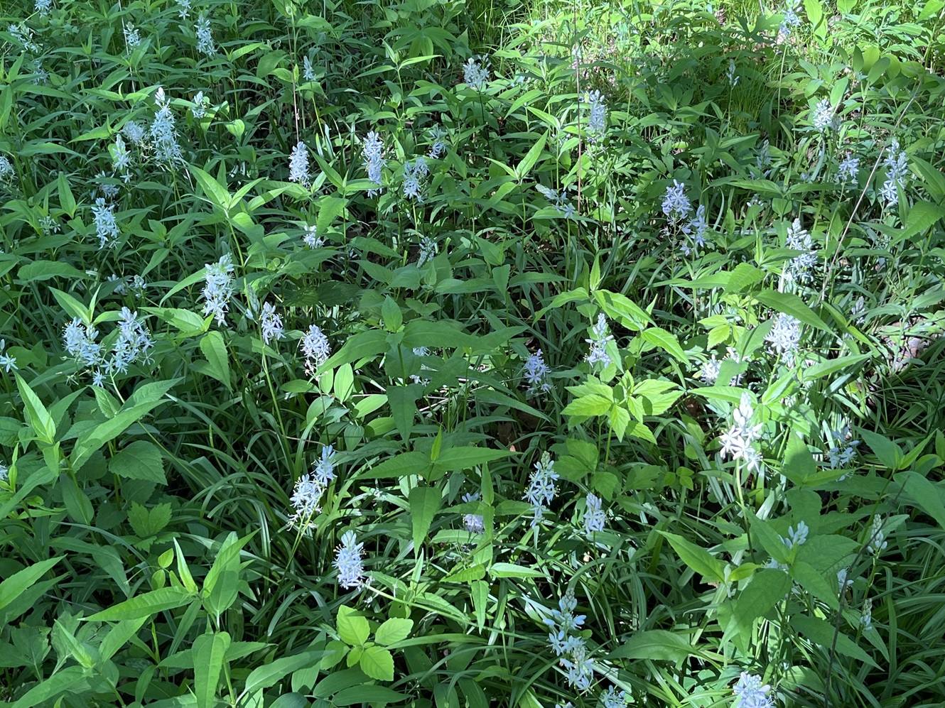Take a Hike Wood Dale Grove Forest Preserve Wild Ones Greater DuPage